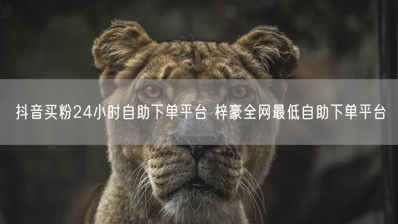 抖音买粉24小时自助下单平台 梓豪全网最低自助下单平台