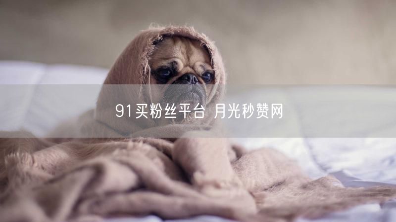 91买粉丝平台 月光秒赞网