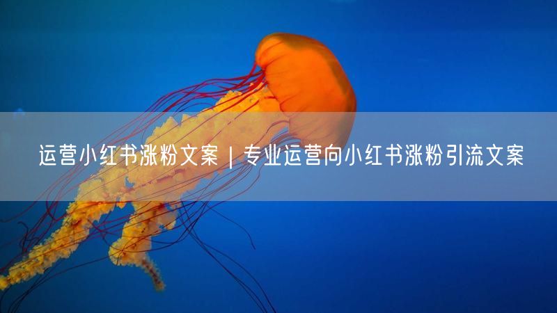 小红书运营全攻略：涨粉引流文案技巧与实操经验
