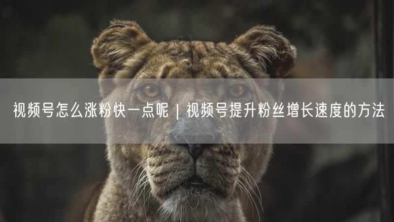 视频号怎么涨粉快一点呢｜视频号提升粉丝增长速度的方法